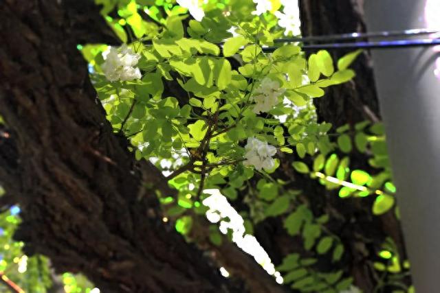 东门长大的侠们,没有人不晓得南陵路