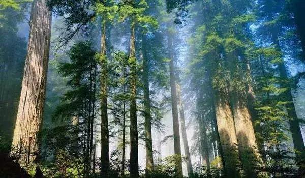 又挖到一个避暑圣地,就在四川!一座低调的清凉界,美醉!