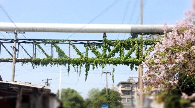 东门长大的侠们,没有人不晓得南陵路