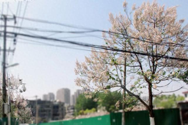 东门长大的侠们,没有人不晓得南陵路