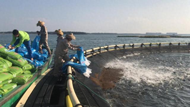 重磅!粤海成功上市!三大特质引人瞩目!郑石轩:打造世界一流水产饲料企业