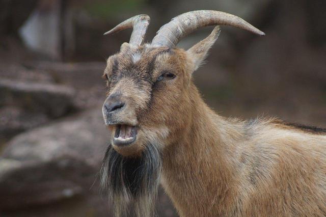 3任董事长连续落马,地产不良2年飙升22倍,徽商银行蹒跚难前