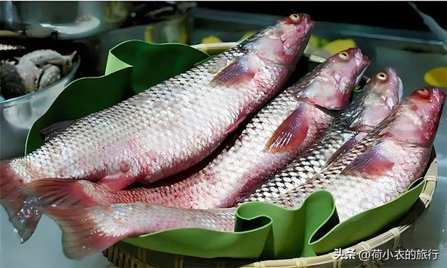 野生大笋壳,河鲜贵族,肉嫩刺少高蛋白,唯一的缺点就是太少了