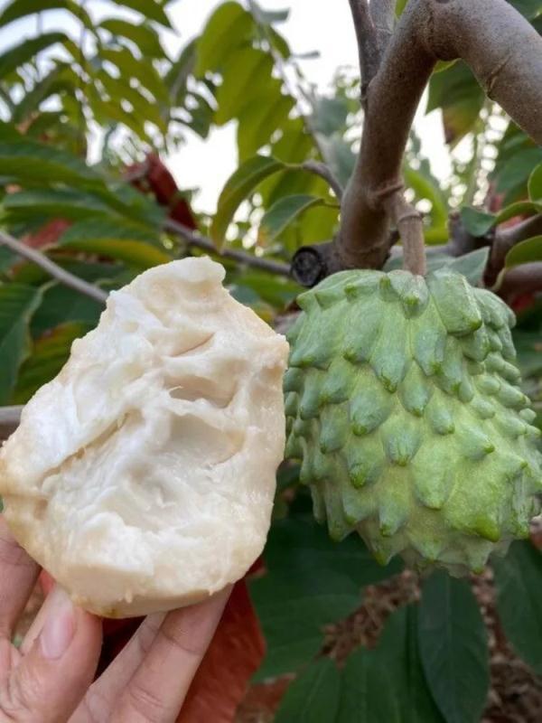 四川这些特产,真不是特地瞒着大家产的!