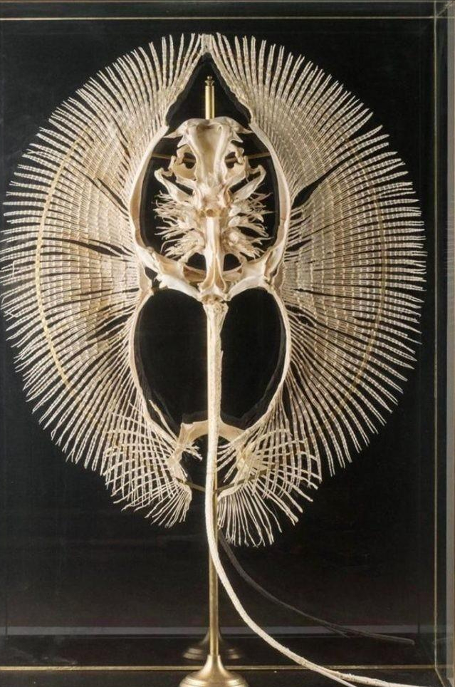 30张罕见的图片:肛门里塞得炸弹,肉欲横流的美军海报