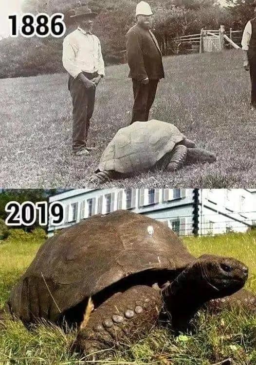 30张罕见的图片:肛门里塞得炸弹,肉欲横流的美军海报