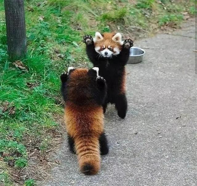 30张罕见的图片:肛门里塞得炸弹,肉欲横流的美军海报