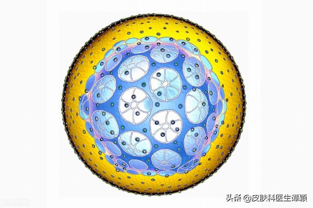 皮肤科医生和你聊聊:生殖器疱疹是怎么回事?可以如何防治?