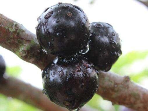 就要好果子！3.29禅通巴士邀你同游第二届嘉宝果采摘旅游文化节