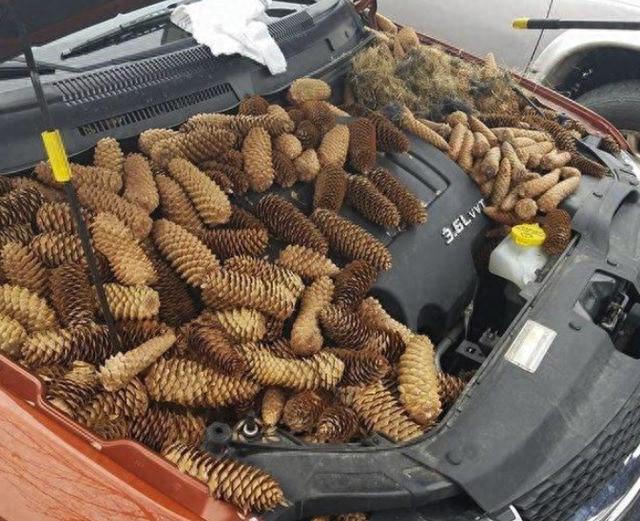 发动机舱有老鼠、蟑螂怎么办？不用麻烦，一个操作就可以解决