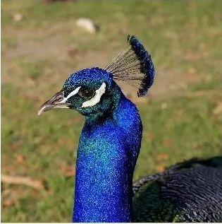 就要好果子！3.29禅通巴士邀你同游第二届嘉宝果采摘旅游文化节