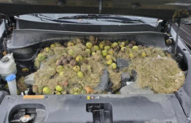 发动机舱有老鼠、蟑螂怎么办？不用麻烦，一个操作就可以解决