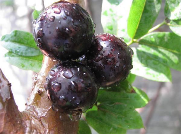 就要好果子！3.29禅通巴士邀你同游第二届嘉宝果采摘旅游文化节