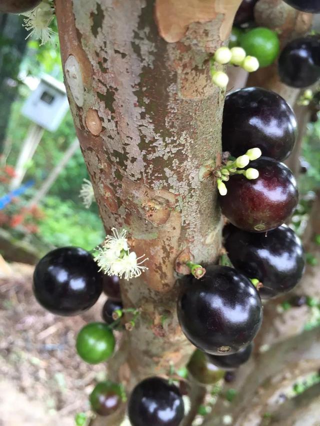就要好果子！3.29禅通巴士邀你同游第二届嘉宝果采摘旅游文化节
