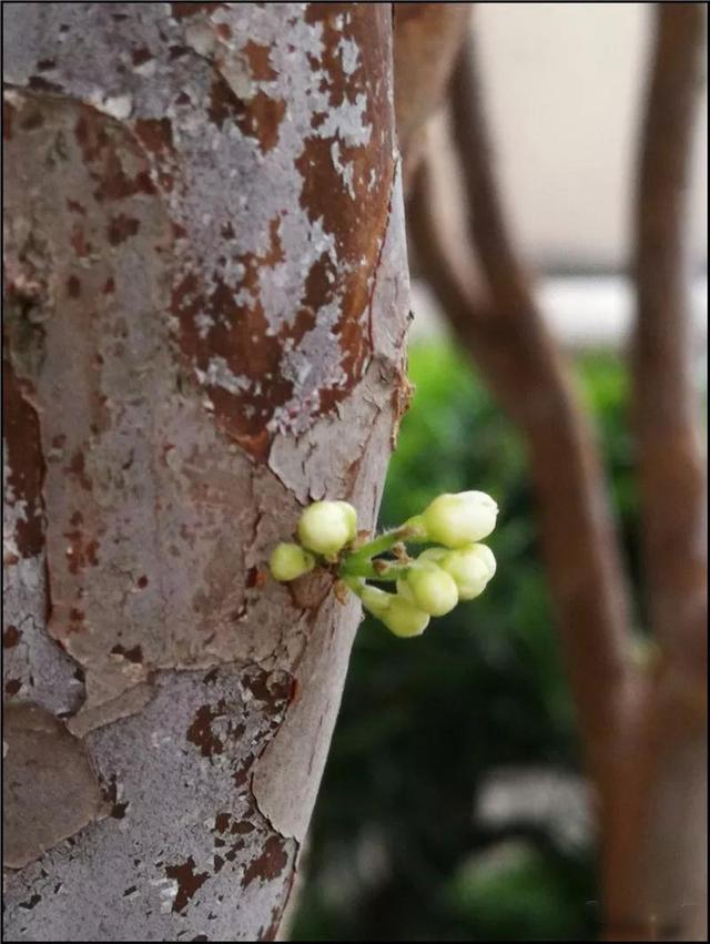 就要好果子！3.29禅通巴士邀你同游第二届嘉宝果采摘旅游文化节