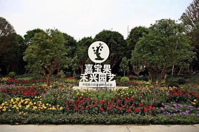 就要好果子！3.29禅通巴士邀你同游第二届嘉宝果采摘旅游文化节