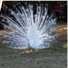 就要好果子！3.29禅通巴士邀你同游第二届嘉宝果采摘旅游文化节