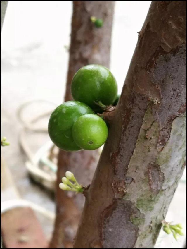 就要好果子！3.29禅通巴士邀你同游第二届嘉宝果采摘旅游文化节