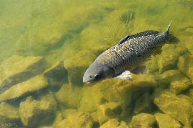 野钓大杀器！滑漂！专治大板鲫、大鲤、大草！赶紧换大鱼护吧！
