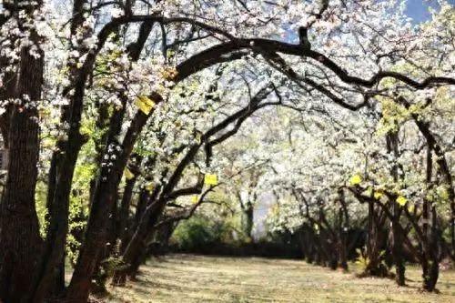 只要145元！今天买票周末出发！大理这些隐世美景霸占它的美！