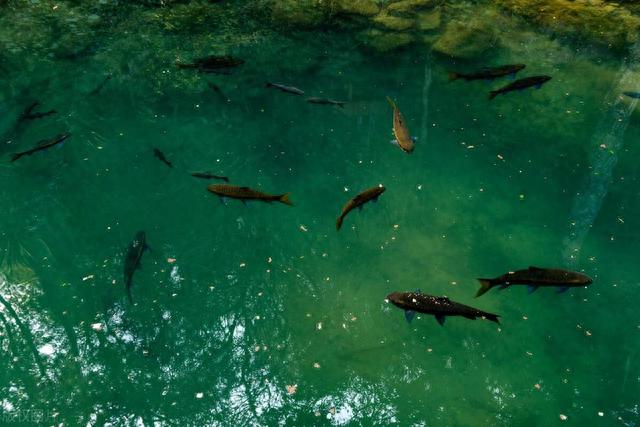 野钓大杀器！滑漂！专治大板鲫、大鲤、大草！赶紧换大鱼护吧！