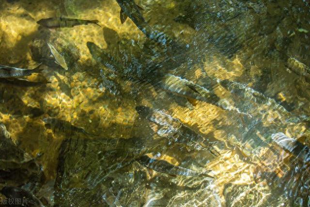 野钓大杀器！滑漂！专治大板鲫、大鲤、大草！赶紧换大鱼护吧！