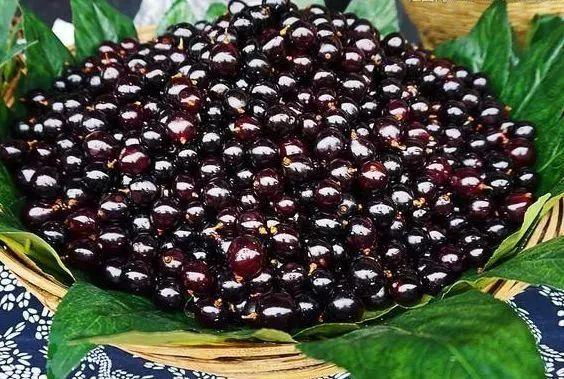 就要好果子！3.29禅通巴士邀你同游第二届嘉宝果采摘旅游文化节