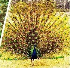 就要好果子！3.29禅通巴士邀你同游第二届嘉宝果采摘旅游文化节