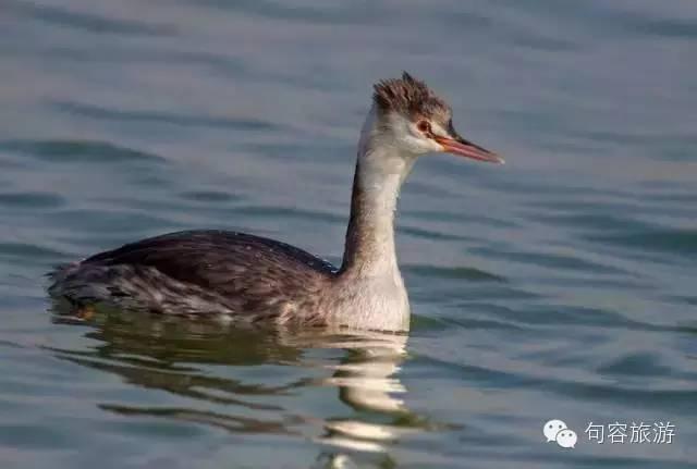 15个理由告诉你，为什么来句容？