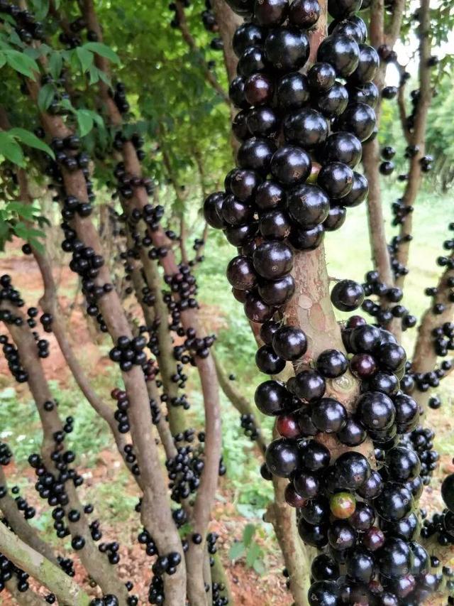 就要好果子！3.29禅通巴士邀你同游第二届嘉宝果采摘旅游文化节