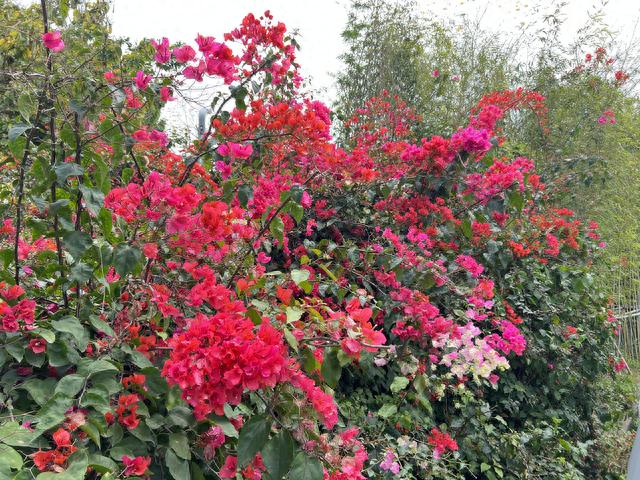 City Ride！五座城市的共享单车体验评测