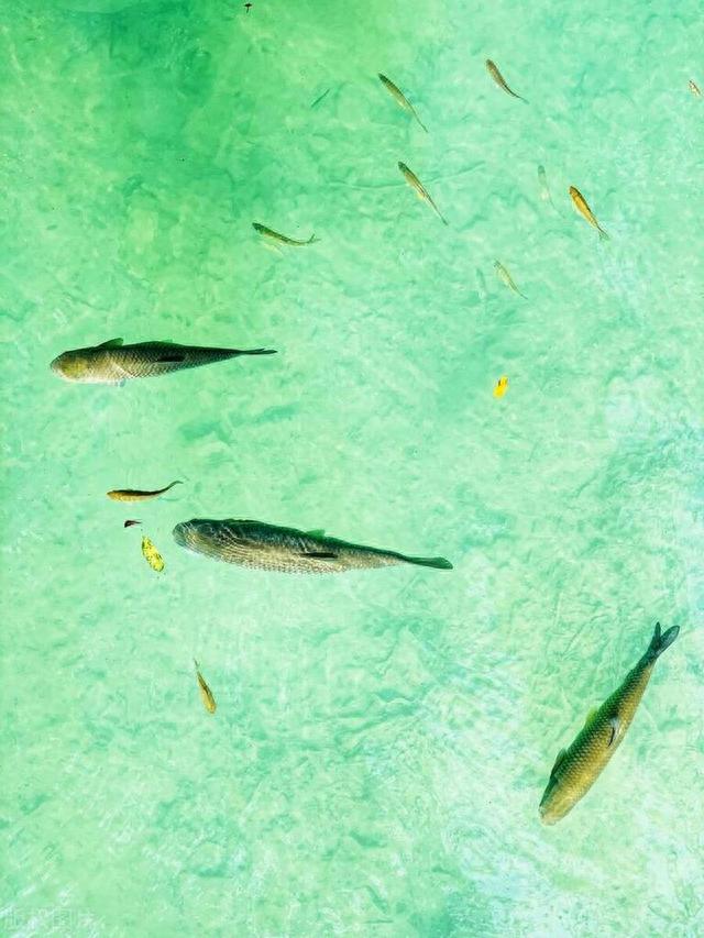 野钓大杀器！滑漂！专治大板鲫、大鲤、大草！赶紧换大鱼护吧！