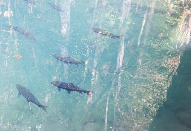 野钓大杀器！滑漂！专治大板鲫、大鲤、大草！赶紧换大鱼护吧！