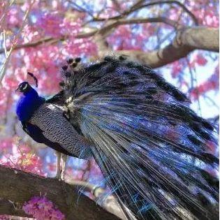 就要好果子！3.29禅通巴士邀你同游第二届嘉宝果采摘旅游文化节