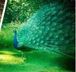 就要好果子！3.29禅通巴士邀你同游第二届嘉宝果采摘旅游文化节