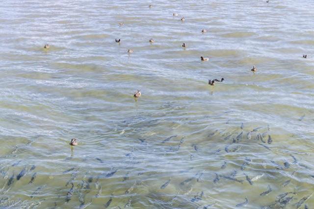 野钓大杀器！滑漂！专治大板鲫、大鲤、大草！赶紧换大鱼护吧！