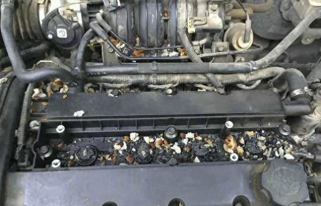 发动机舱有老鼠、蟑螂怎么办？不用麻烦，一个操作就可以解决