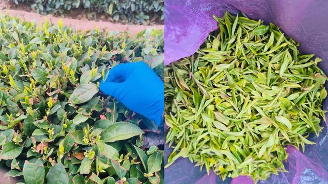 随便逛逛——青岛崂山