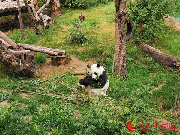 大熊猫“双欣”“和兴”迎来移居西宁后第三个生日