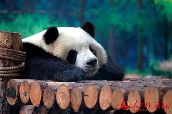 大熊猫“双欣”“和兴”迎来移居西宁后第三个生日