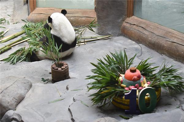 大熊猫“双欣”“和兴”迎来移居西宁后第三个生日