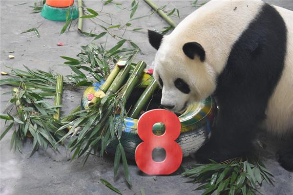 大熊猫“双欣”“和兴”迎来移居西宁后第三个生日